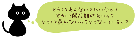 ギャザリング教室